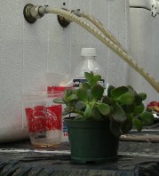 plant at beer tent