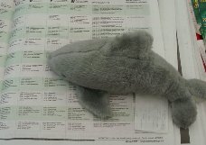 dolphin looks at program grid